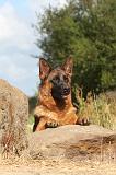 BERGER ALLEMAND 318